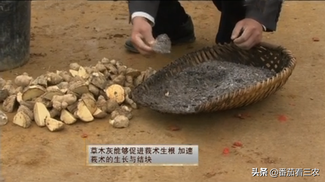 弄懂莪术品种及生长特性，掌握7大关键技术，助力药农高产高效益