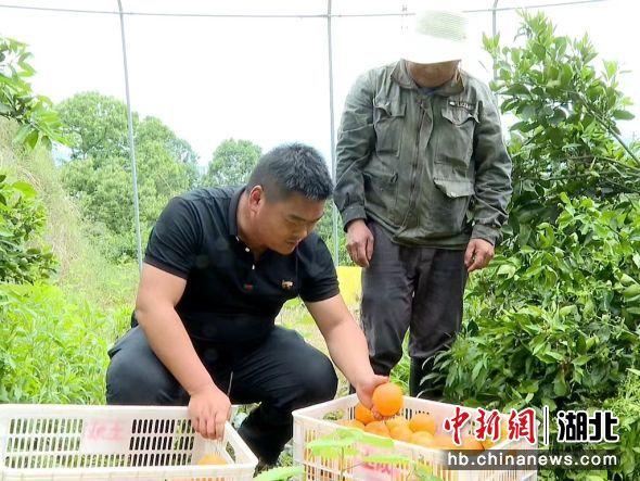 适合北方种植的柑橘品种_北方种柑桔致富经_致富北方种柑桔怎么样