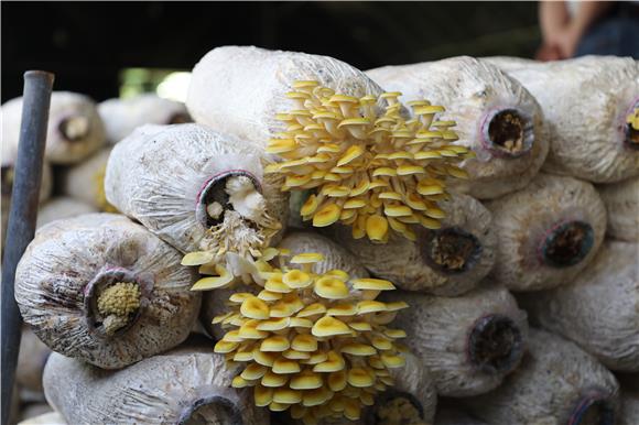 致富经灵芝养鸡_cctv7 致富经灵芝_致富灵芝种植