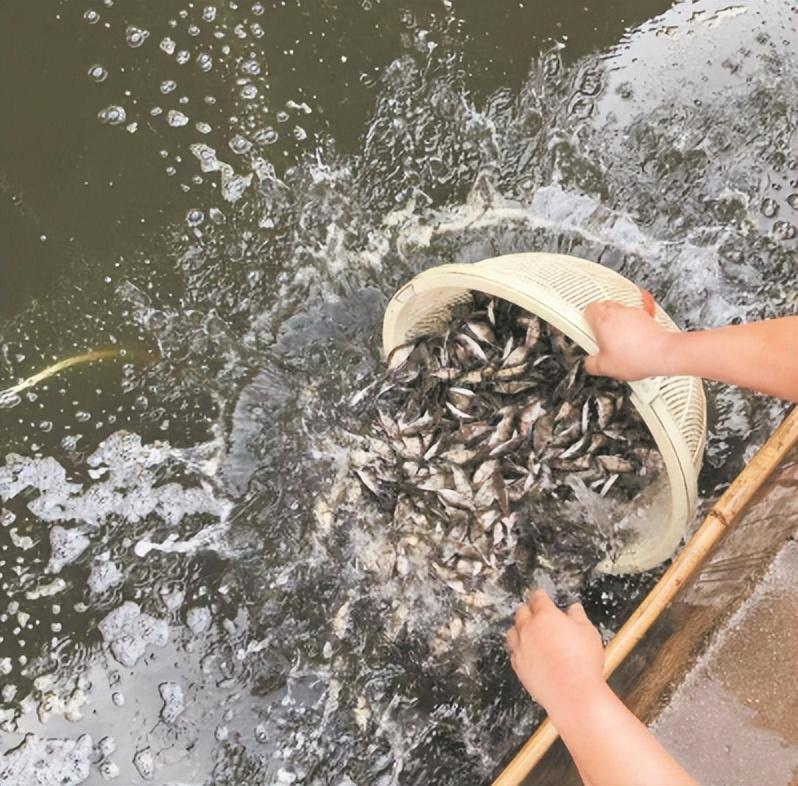 鳜鱼养殖技术与利润_养殖水产鳜鱼技术要求_鳜鱼水产养殖技术