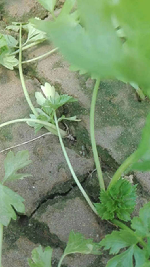 种植芹菜致富乡邻_种植芹菜赚钱吗_芹菜种植基地