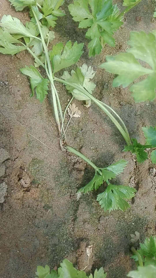 种植芹菜致富乡邻_芹菜种植基地_种植芹菜赚钱吗