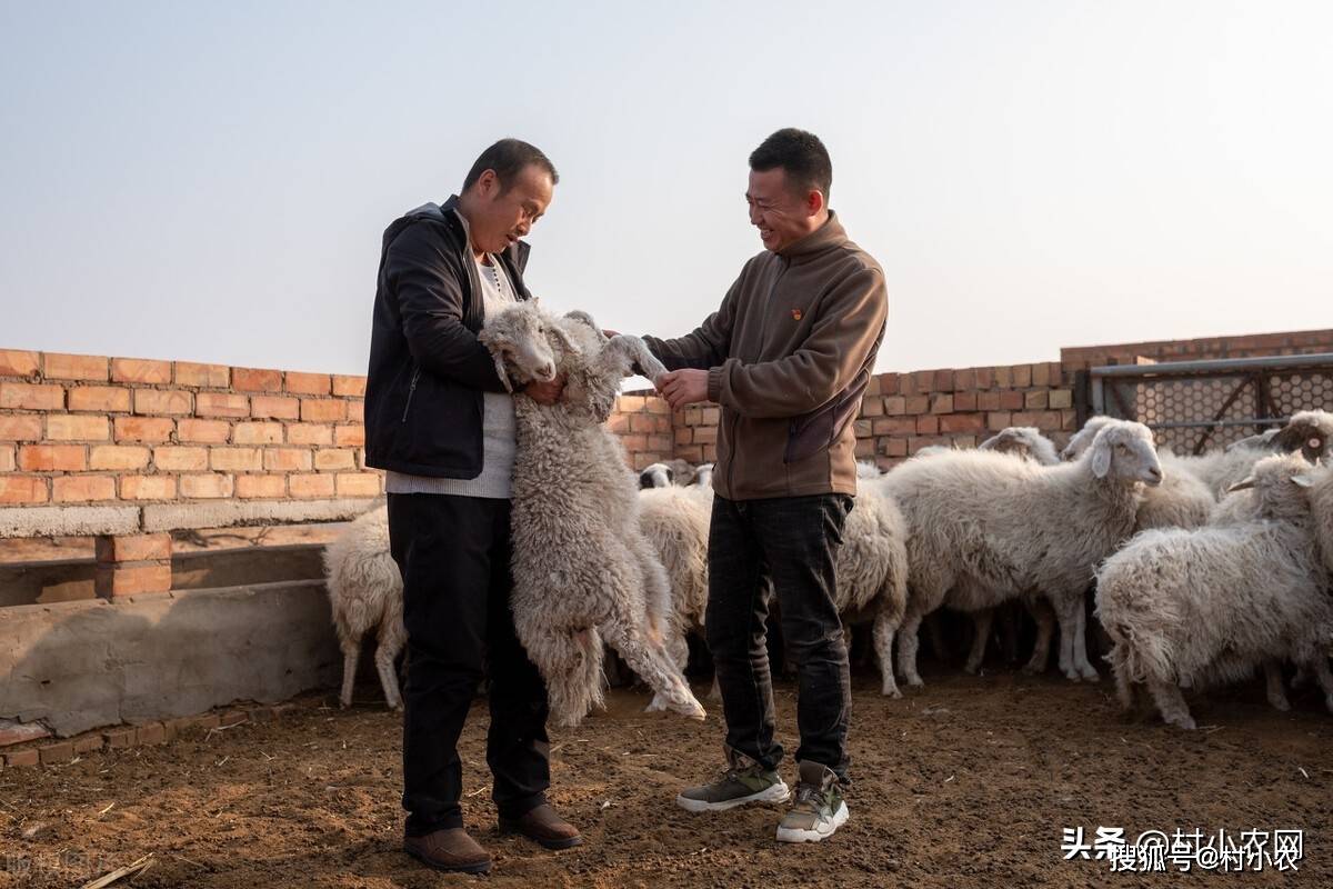 西北养殖致富项目_致富西北养殖项目有哪些_西北地区养殖好项目