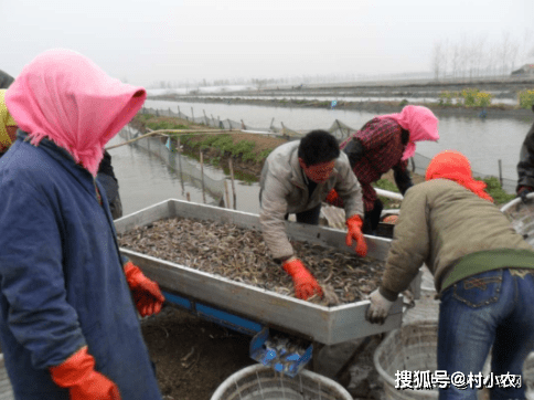 致富西北养殖项目有哪些_西北地区养殖好项目_西北养殖致富项目