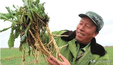 西北养殖致富项目_西北地区养殖好项目_致富西北养殖项目有哪些