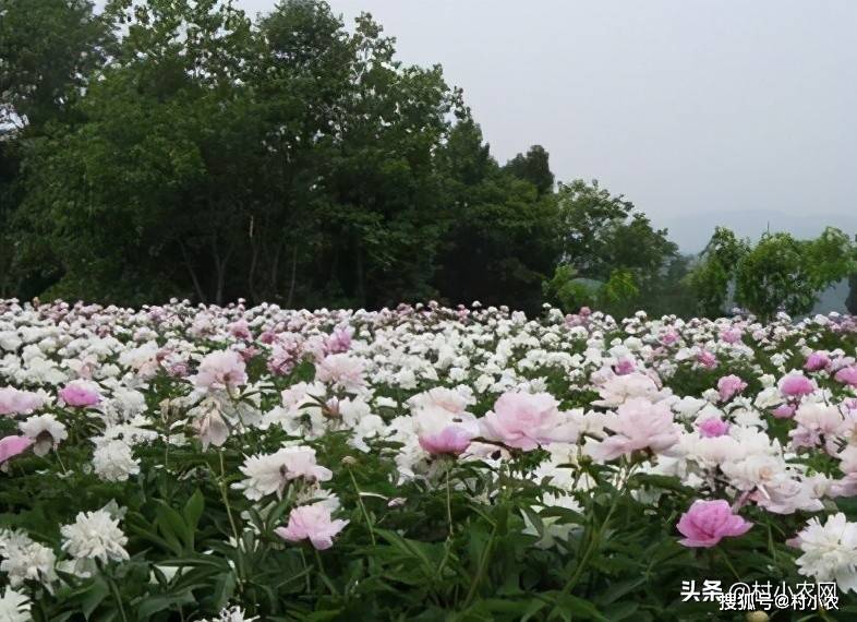 西北养殖致富项目_致富西北养殖项目有哪些_西北地区养殖好项目