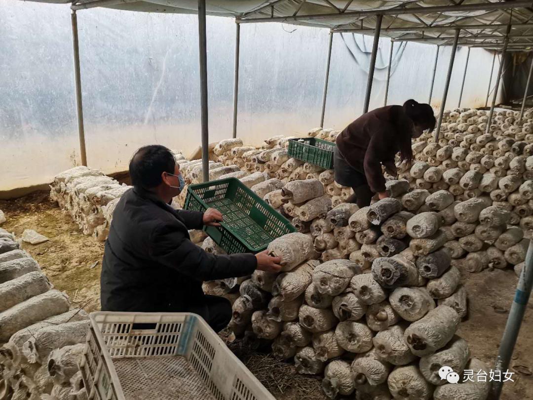 致富经灵芝种植_致富灵芝种植_cctv7 致富经灵芝