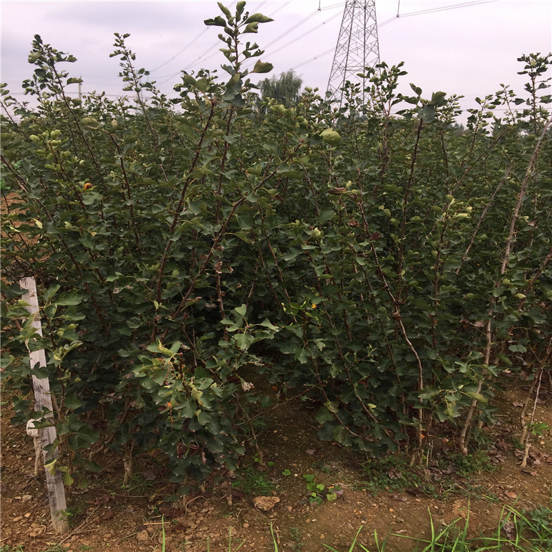 山楂树种植季节 山楂树种植技术