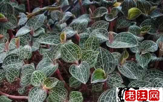 农业种植致富项目（推荐7个农村种植致富好项目）