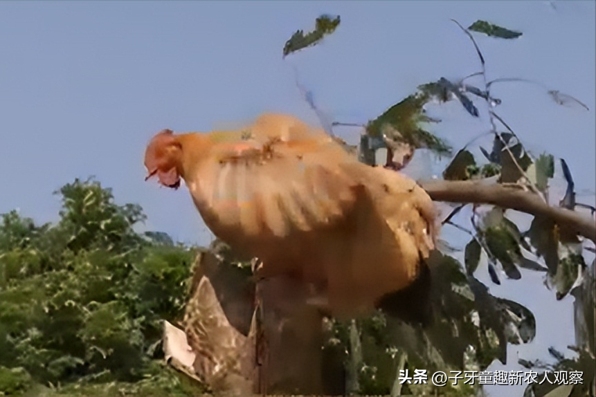 鸡粪怎么赚钱_致富经鸡粪年赚百万_鸡粪生意好不好做