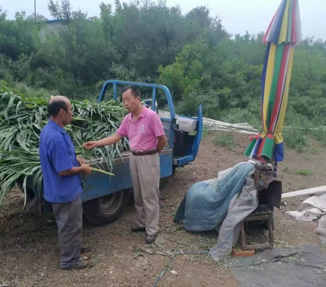 养殖蝗虫赚钱吗_养殖蝗虫的主要销路_蝗虫养殖致富项目