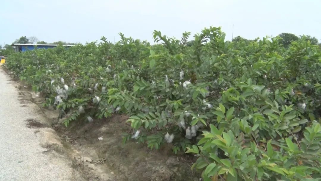 致富经番石榴种植_致富石榴种植视频_石榴的种植前景与收益