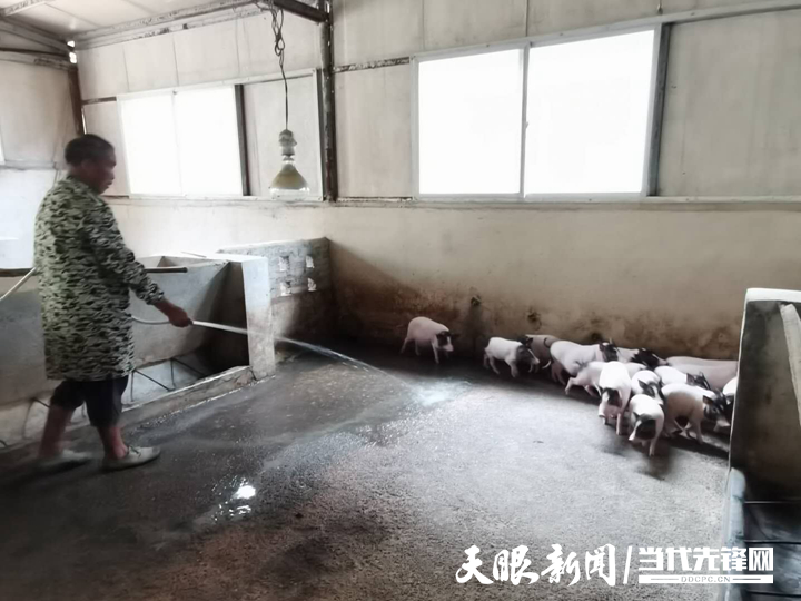 巴马香猪视频播放_致富经巴马香猪视频_巴马香猪养殖视频致富