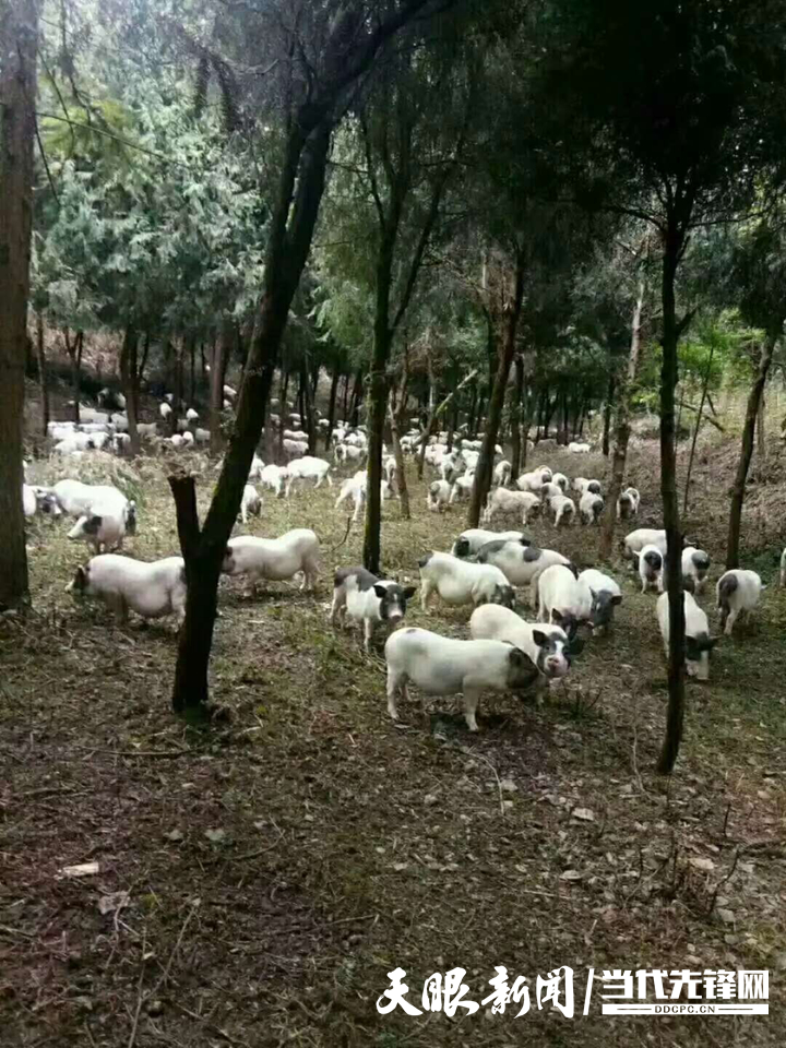 致富经巴马香猪视频_巴马香猪视频播放_巴马香猪养殖视频致富