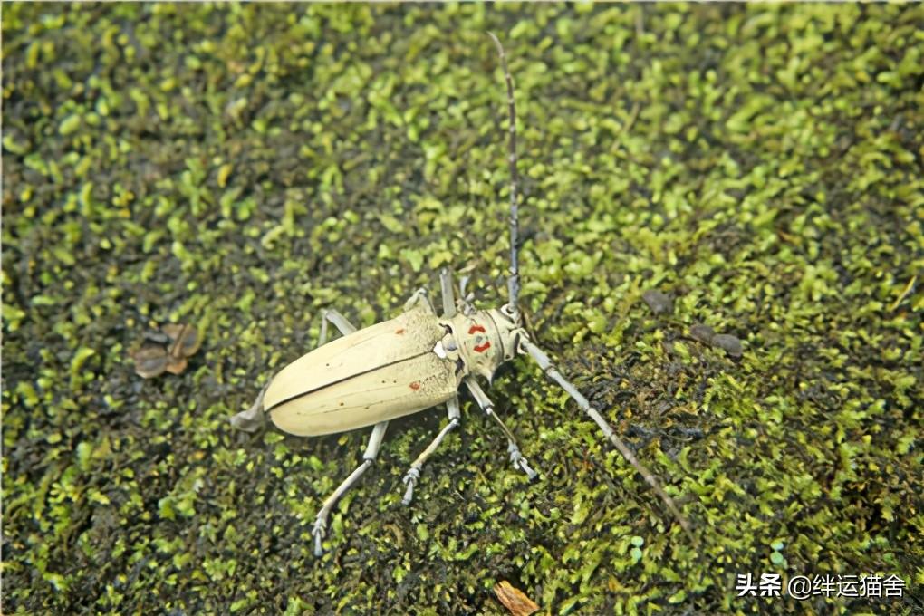 天牛养殖视频_养殖天牛技术视频_天牛养殖技术