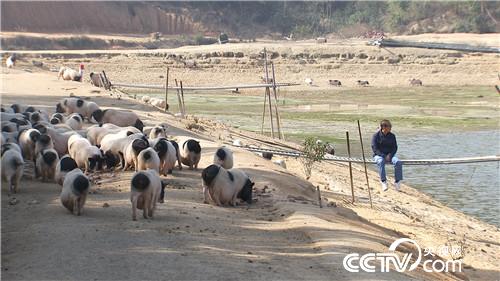 [致富经]一个习惯 年卖千万 他让财富满山跑 20190314 