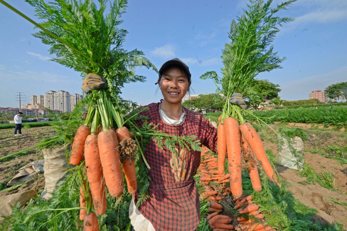 福建泉港：胡萝卜喜丰收 种植户忙采收