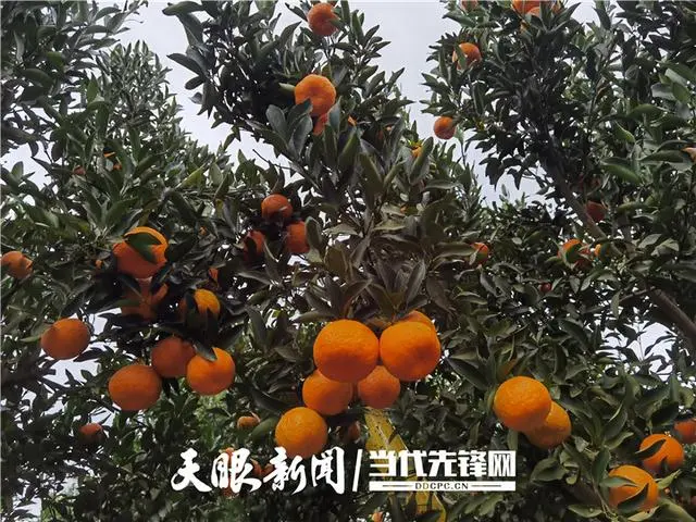 碰柑适合什么环境种植_碰柑多少钱一斤_碰柑种植致富