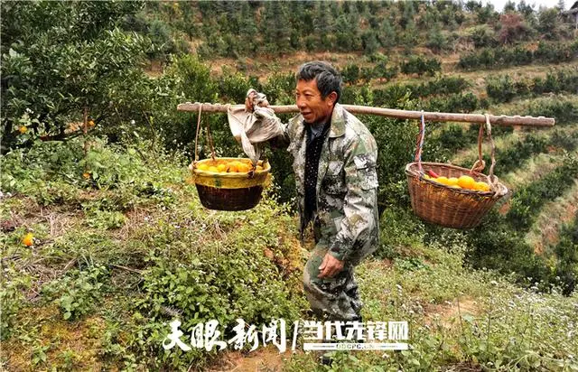 碰柑适合什么环境种植_碰柑种植致富_碰柑多少钱一斤