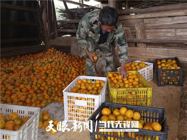 碰柑多少钱一斤_碰柑适合什么环境种植_碰柑种植致富