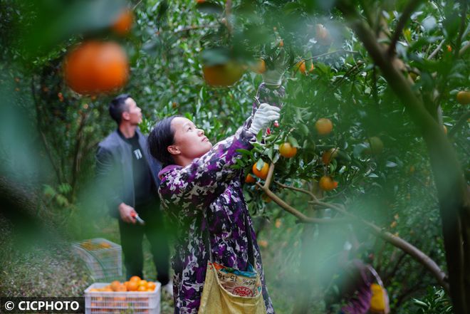 碰柑适合什么环境种植_碰柑苗品种_碰柑种植致富