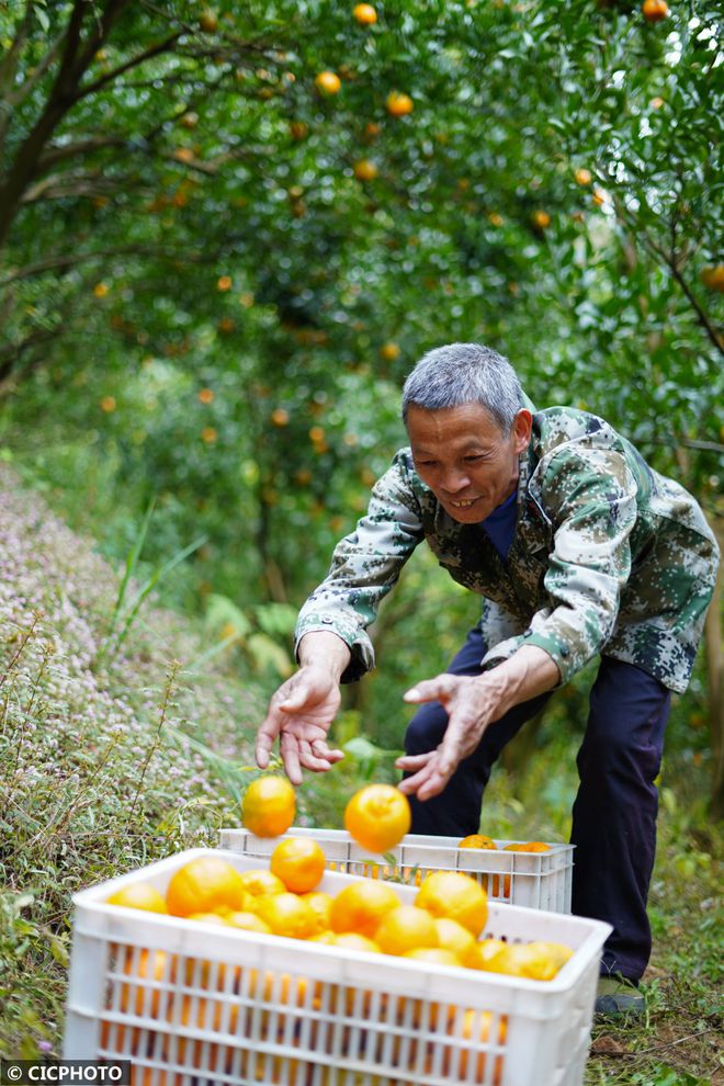 碰柑苗品种_碰柑种植致富_碰柑适合什么环境种植