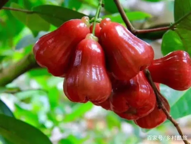 莲雾怎样种植技术_莲雾种子怎么种植视频_莲雾的种植技术