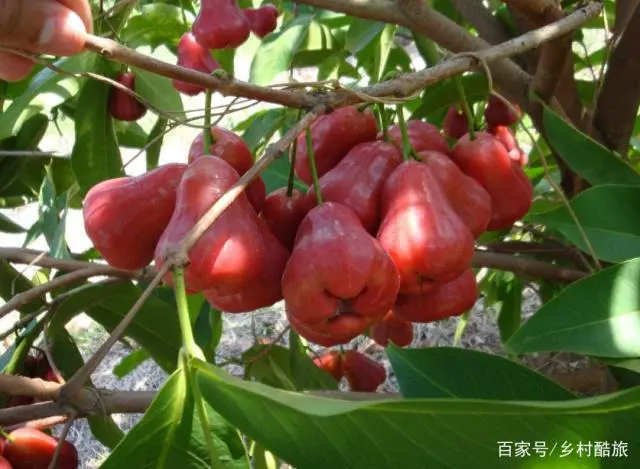 莲雾的种植技术_莲雾怎样种植技术_莲雾种子怎么种植视频