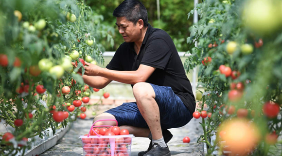 返乡种植致富项目_回乡致富项目_致富返乡种植项目申请书