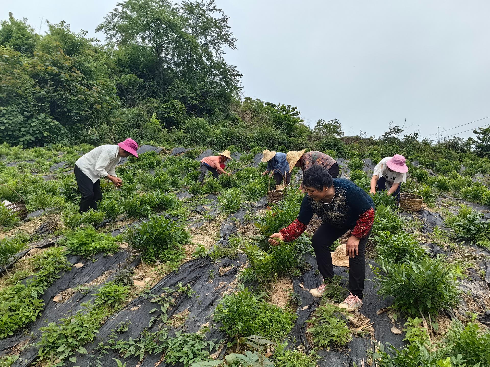 返乡种植致富项目_回乡致富项目_致富返乡种植项目申报书