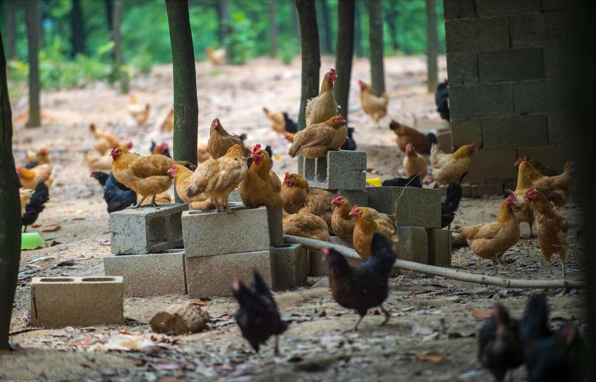 养殖鸡基地_养殖本地鸡技术_本地养鸡场