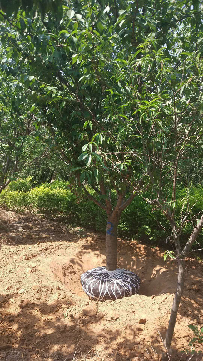 种植樱花怎么管理?樱花栽培及管理技术