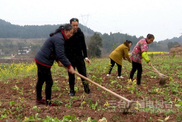 回乡致富项目_致富返乡种植项目申请书_返乡种植致富项目