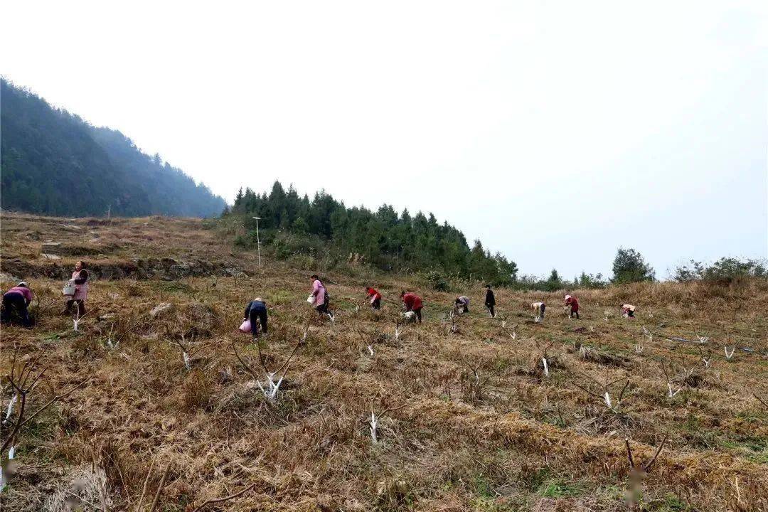 茴香种植致富_致富种植茴香图片_致富种植茴香视频