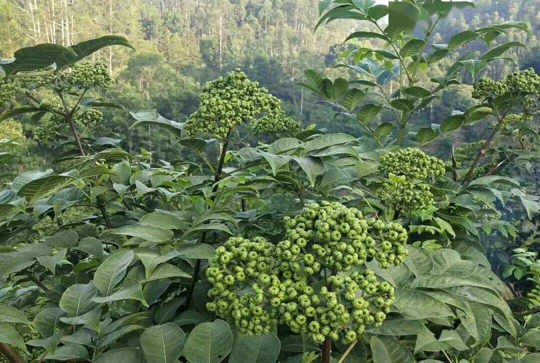 茴香种植致富_致富种植茴香图片_致富种植茴香视频