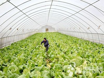 大龙茄子病虫害及防治