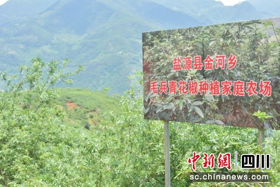  盐源县金河镇毛兵青花椒种植家庭农场。（盐源县委宣传部供图）