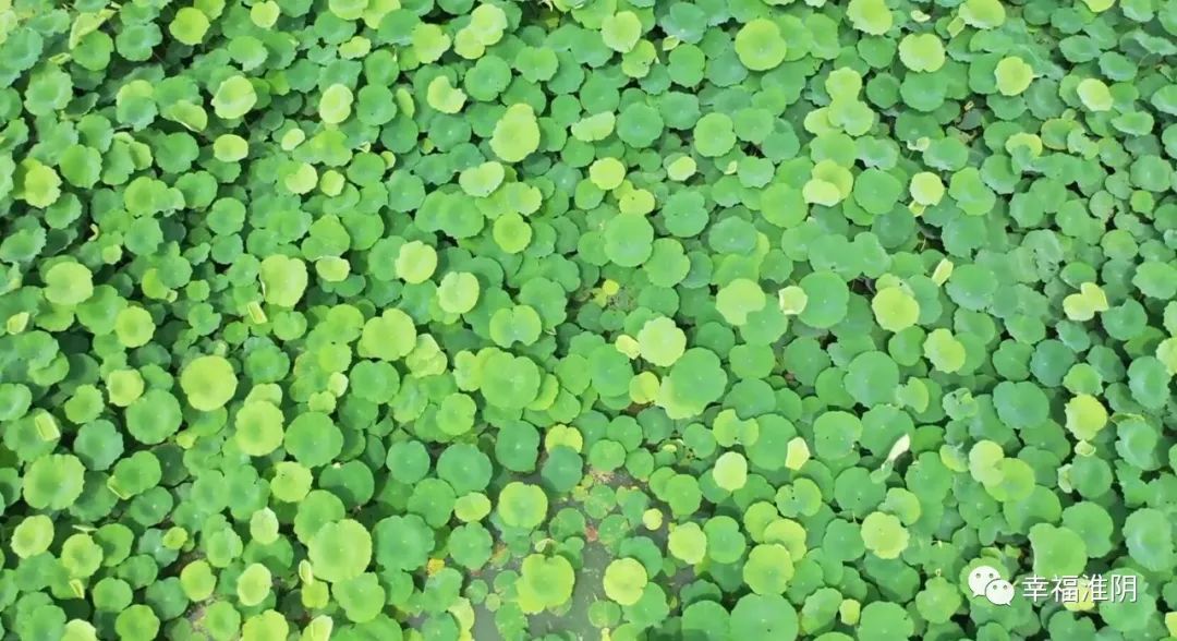 致富经莲藕种植虾_藕虾套养_种植大虾