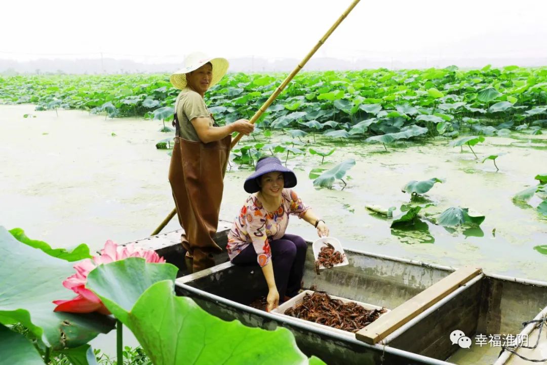 致富经莲藕种植虾_藕虾套养_种植大虾