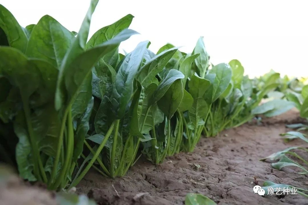 波菜的栽培技术_波菜的种植方法和过程_波菜的种植技术