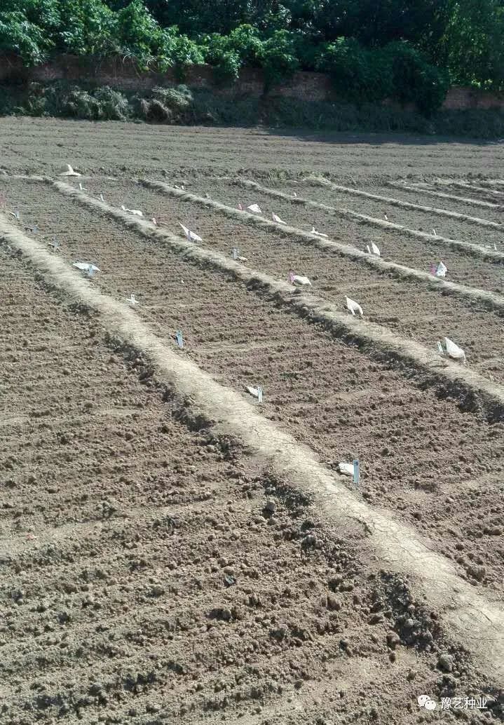 波菜的种植技术_波菜的种植方法和过程_波菜的栽培技术