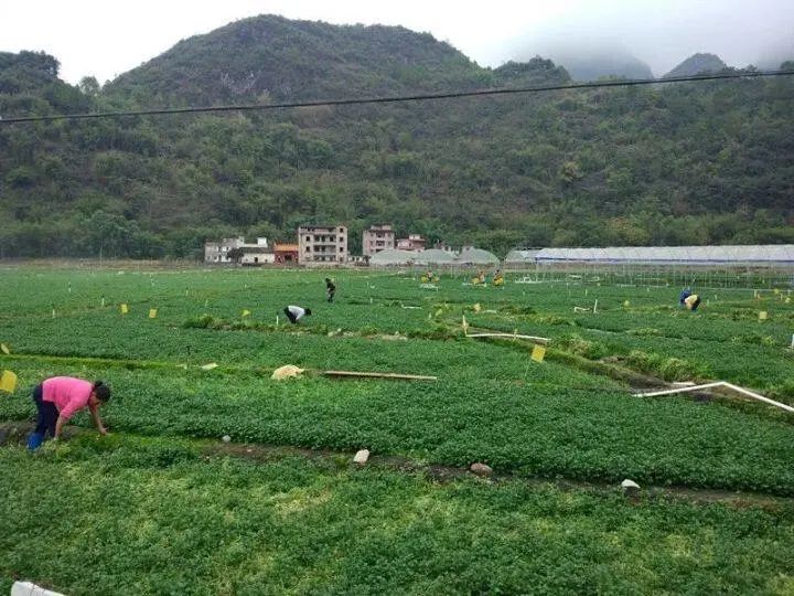 番薯叶种植致富_致富种植番薯叶图片_致富种植番薯叶视频