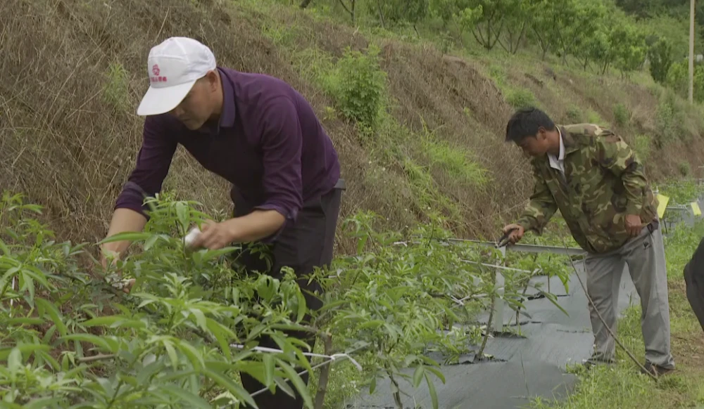 安庆种植结构_安庆种植致富_安庆种植什么农作物