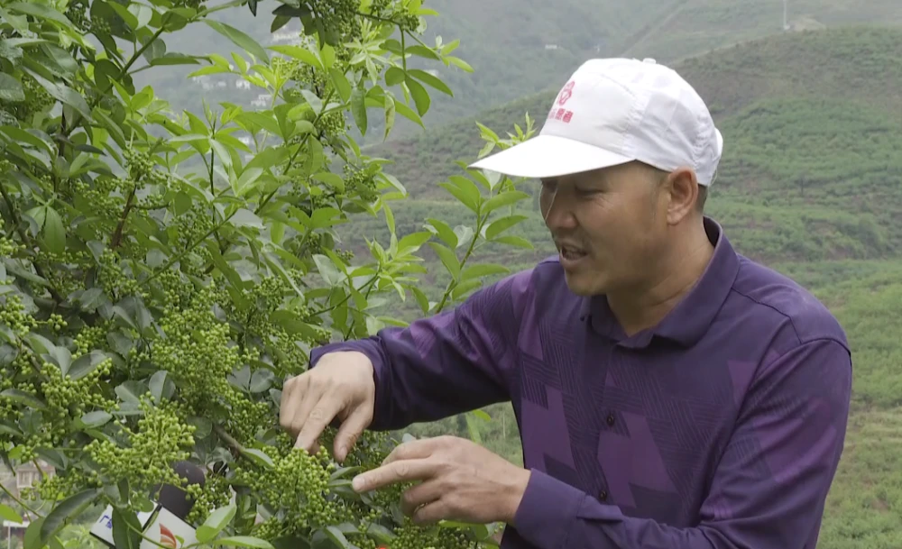 安庆种植结构_安庆种植致富_安庆种植什么农作物