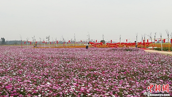  林家如的江心岛观光基地一角。梁盛 摄