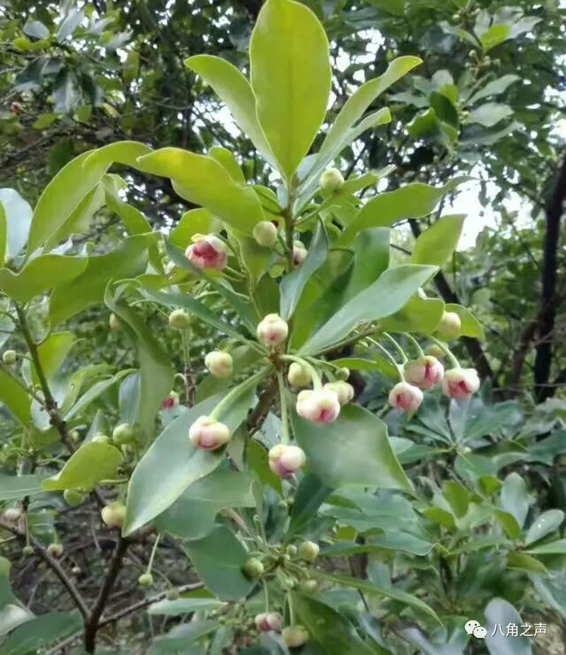 致富树怎么种植_种植致富业_致富经种树的创业项目