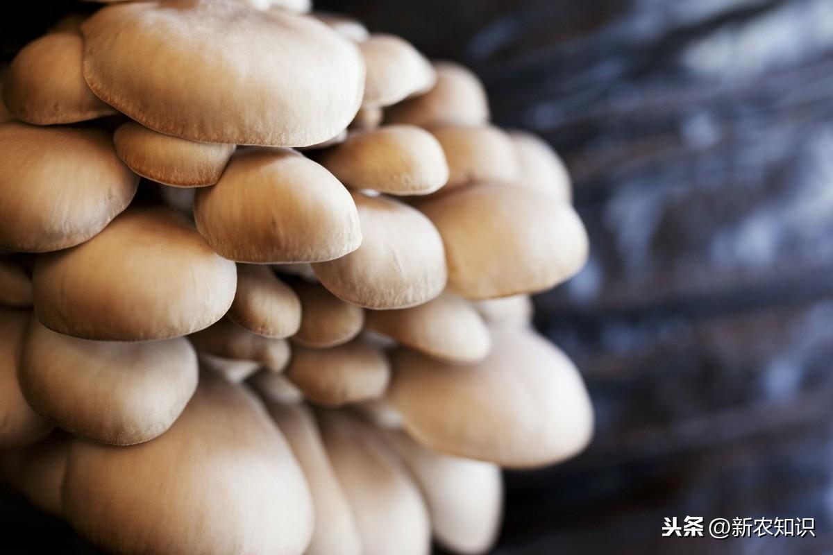 早秋平菇种植时间_平菇种植技术书_秋平菇的种植技术