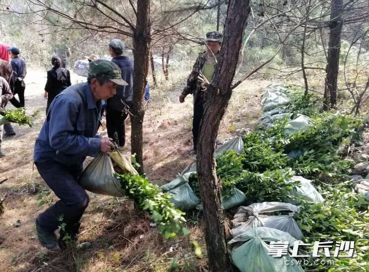 种植致富业_致富经种树的创业项目_致富树怎么种植