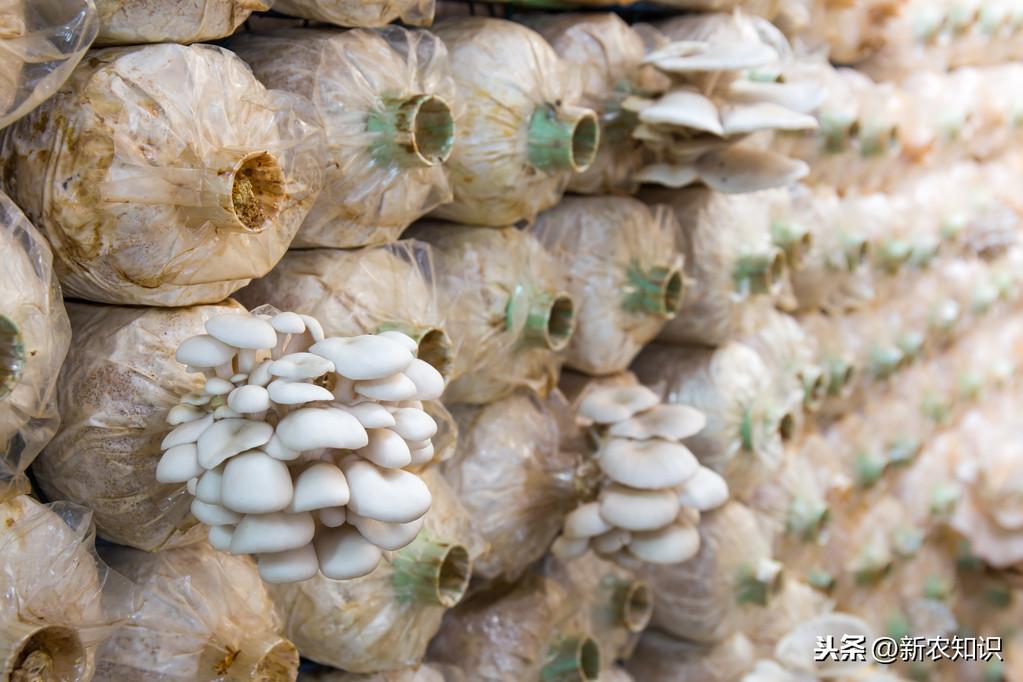 秋平菇的种植技术_平菇种植技术书_早秋平菇种植时间