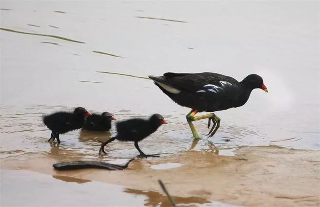 农村种什么养殖致富_农村种植养殖致富项目_种植养殖致富